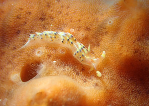 ヒブサミノウミウシ