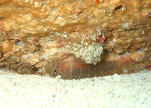 アミメベンケイハゼ