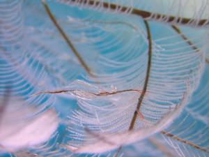 カゲロウカクレエビ