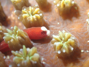 チンヨウジウオ