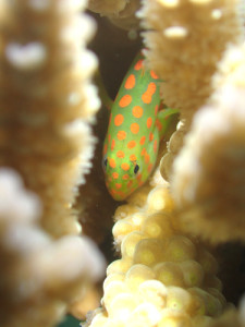 アカテンコバンハゼ