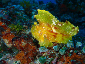 ハダカハオコゼ