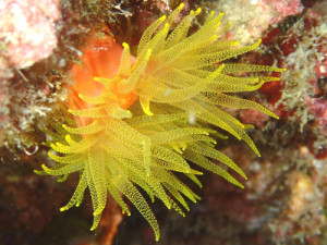 キサンゴの仲間