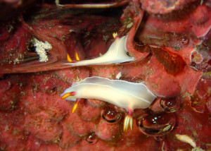 ゾウゲイロウミウシ