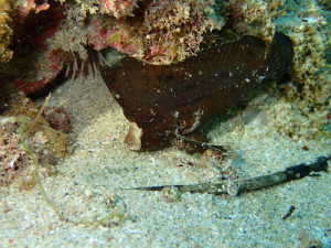 ツマジロオコゼ