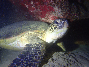アオウミガメ
