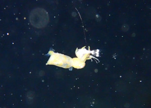 ミミイカ仲間の捕食