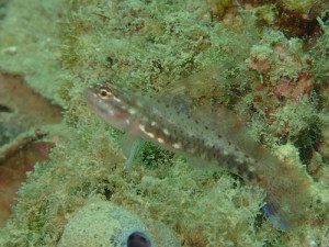 コジカイソハゼ