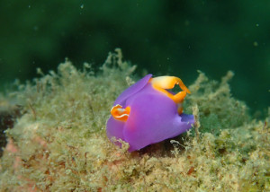 ムラサキウミコチョウ