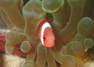 ハマクマノミのチビ