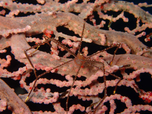 ホシゾラワラエビ