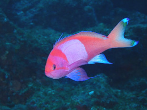 スミレナガハナダイ