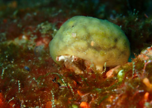 カイカムリの仲間