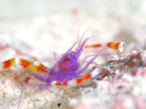 バイオレットボクサーシュリンプ