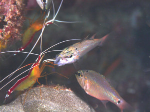 アカシマシラヒゲエビのクリーニング