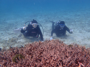 体験ダイビング