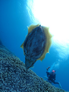コブシメの産卵
