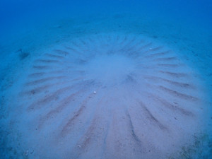 ハナヒゲウツボ