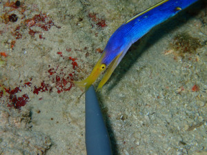 ハナヒゲウツボ