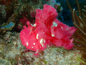 ハダカハオコゼ