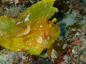 ハダカハオコゼ