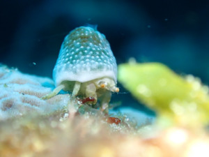 ユキンコボウシガニ