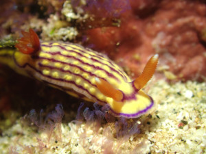 クチナシイロウミウシ