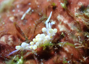 サキシマミノウミウシ