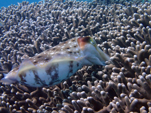 コブシメの産卵