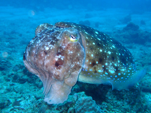 コブシメの踏ん張り