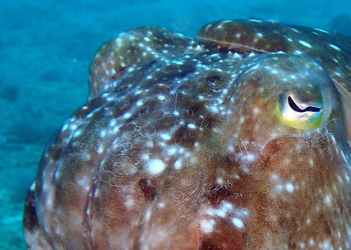 コブシメのキスマーク