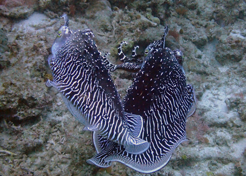 コブシメのバトル