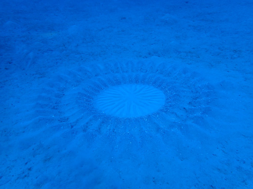 ミステリーサークル