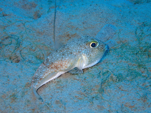 アマミホシゾラフグ