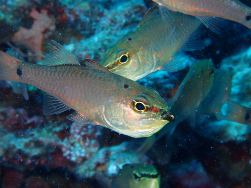 クロホシイシモチ