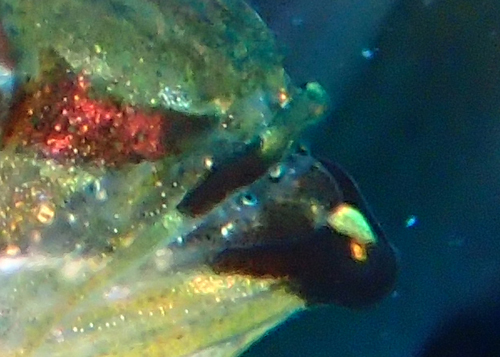 クロホシイシモチの発眼卵