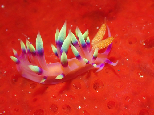 アデヤカミノウミウシ