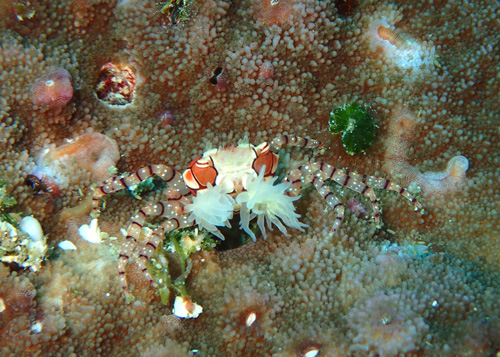 キンチャクガニ