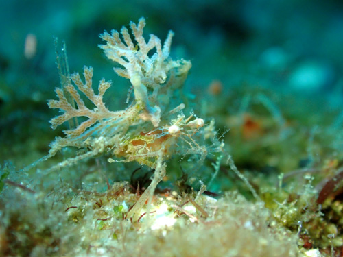 トゲミズヒキガニの仲間