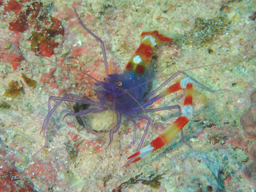 バイオレットボクサーシュリンプ