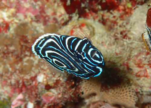 タテジマキンチャクダイyg