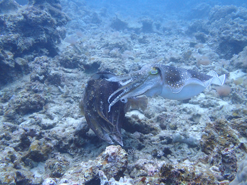 コブシメの交接