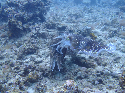 コブシメの交接