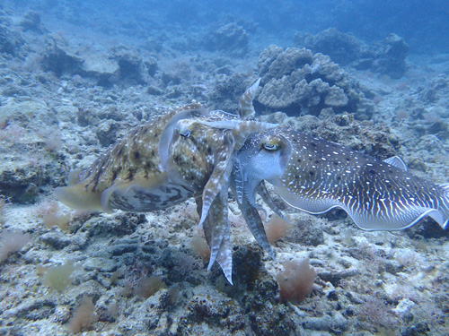 コブシメの交接