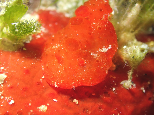 イチゴジャムウミウシ