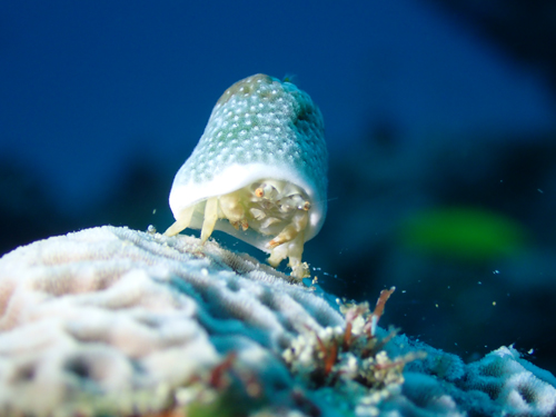 ユキンコボウシガニ