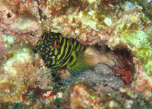 ミノカエルウオの子育て