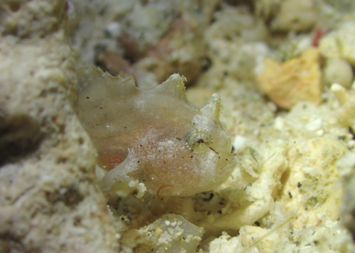 ハナオコゼの幼魚