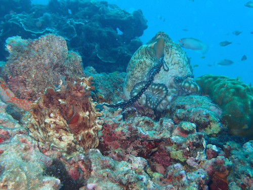 ワモンダコの求愛