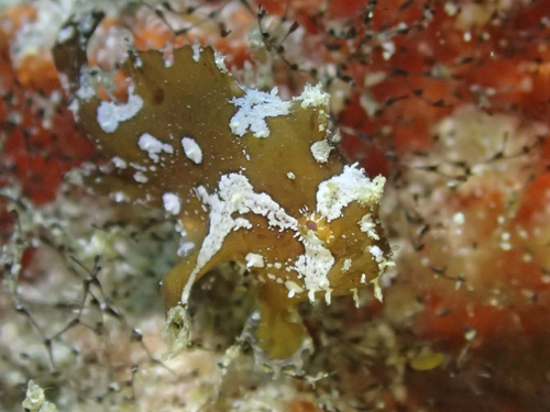 ハナオコゼの幼魚